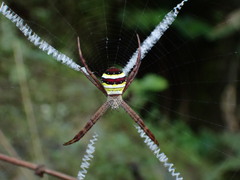 Argiope aetheroides