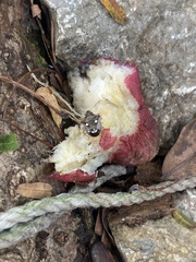 Eysarcoris guttigerus