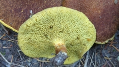 Suillus ampliporus