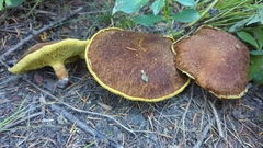 Suillus ampliporus