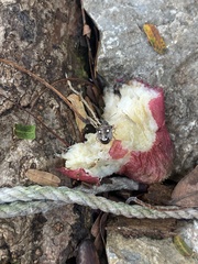 Eysarcoris guttigerus