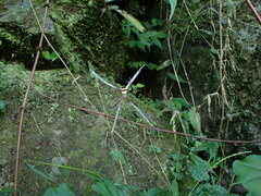 Argiope aetheroides