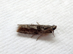 Sciota melanostyla