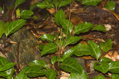 Pyrola alboreticulata