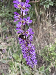 Francoa appendiculata