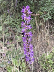 Francoa appendiculata