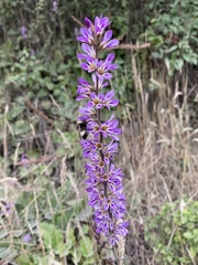 Francoa appendiculata