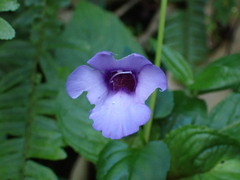 Torenia concolor