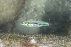 Halichoeres nebulosus