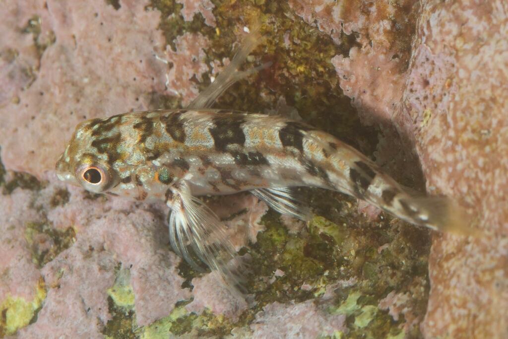 Eastern Jumping Blenny (Fishes of Cabbage Tree Bay Aquatic Reserve ...