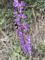 Francoa appendiculata
