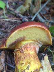 Suillus clintonianus