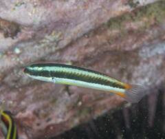 Thalassoma amblycephalus