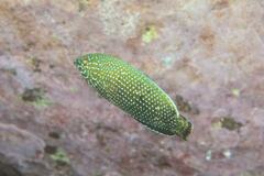 Anampses caeruleopunctatus