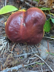 Suillus clintonianus