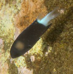 Pycnochromis margaritifer
