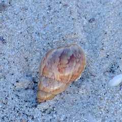 Phasianella australis