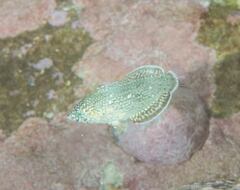 Anampses caeruleopunctatus