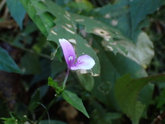 Dicliptera japonica