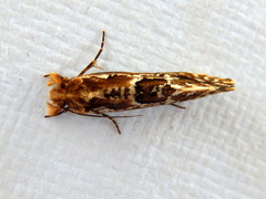 Moerarchis inconcisella