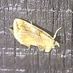 Plusiodonta compressipalpis