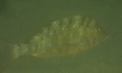 Lethrinus nebulosus