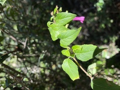 Clinopodium multiflorum