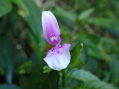 Dicliptera japonica