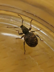 Otiorhynchus crataegi