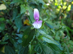 Dicliptera japonica