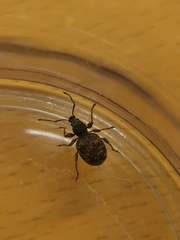 Otiorhynchus crataegi