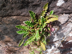 Asplenium ceterach