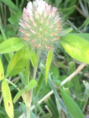 Trifolium diffusum