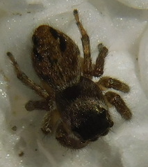 Evarcha arcuata
