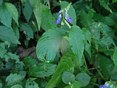 Rhynchoglossum obliquum