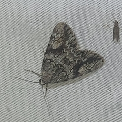Catocala amica