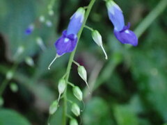 Rhynchoglossum obliquum