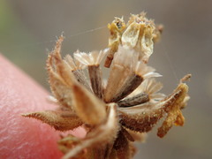 Deinandra paniculata