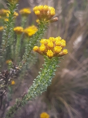 Oedera squarrosa