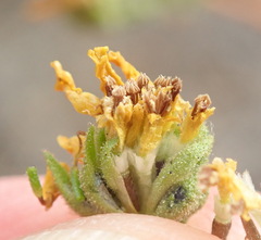 Deinandra paniculata