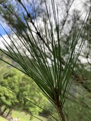 Pinus taiwanensis