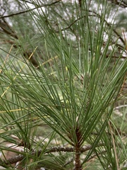 Pinus taiwanensis