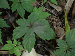Gynostemma pentaphyllum
