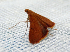 Endotricha ignealis