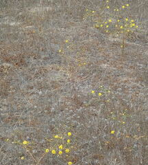 Deinandra paniculata