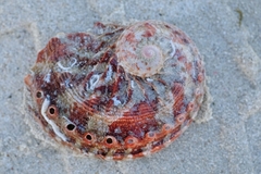 Haliotis scalaris emmae