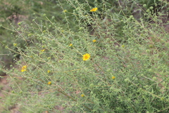 Aldama linearis