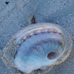 Haliotis scalaris emmae