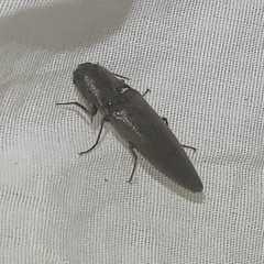 Orthostethus infuscatus