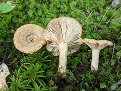 Lactarius repraesentaneus